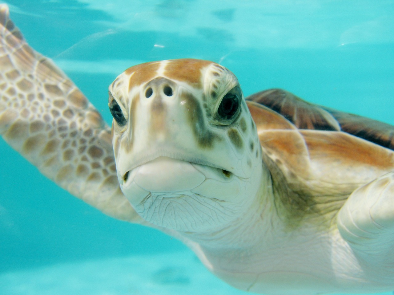 swimming sea turtle