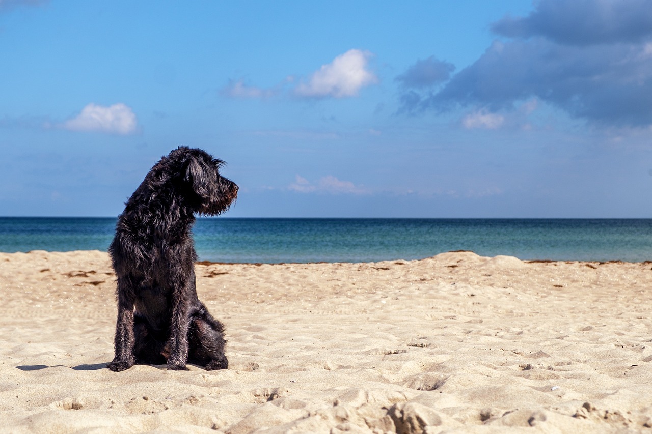 A dog on the beach by one of our South Padre pet friendly rentals