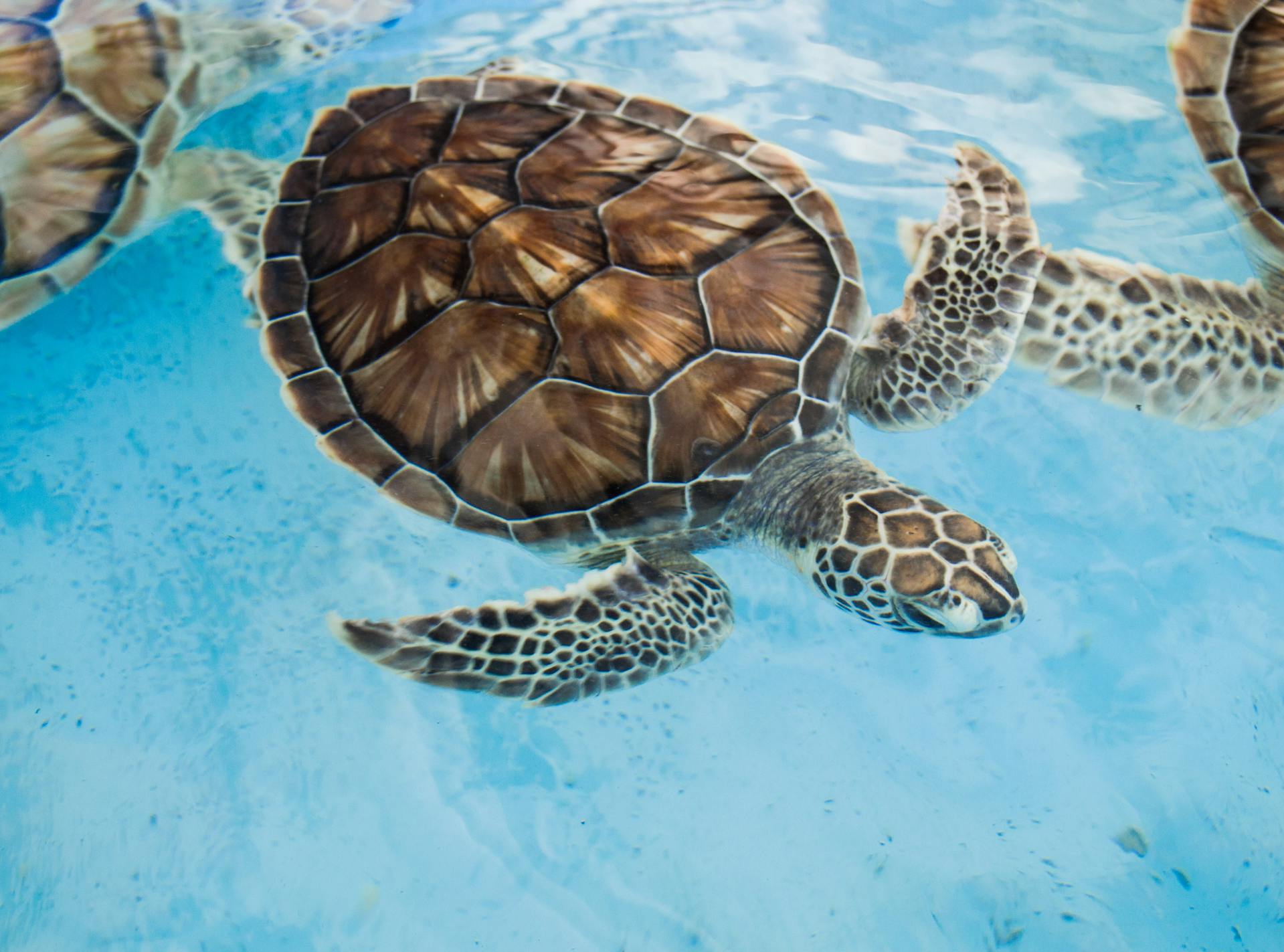 South Padre Island's Beaches