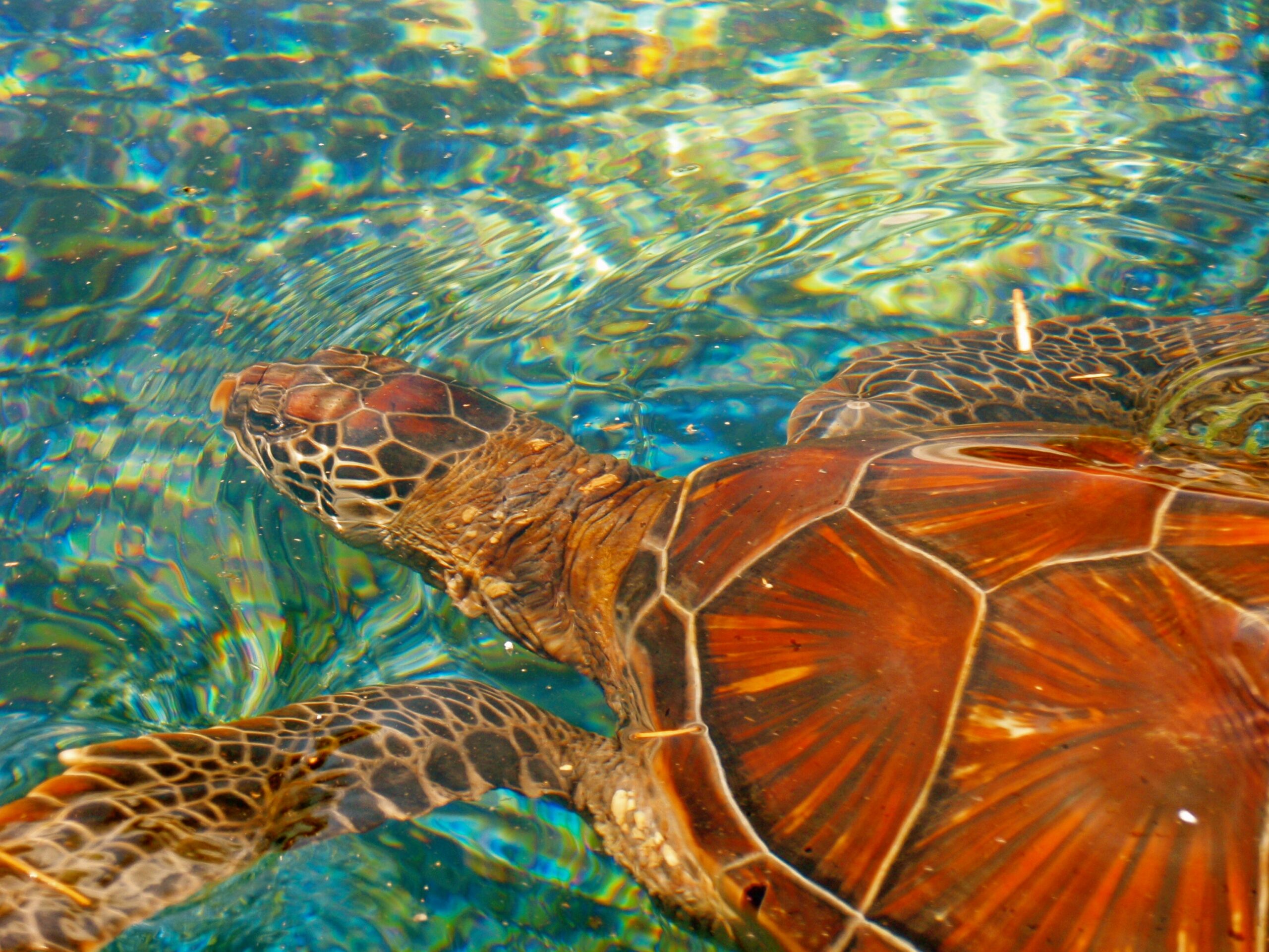 sea turtle