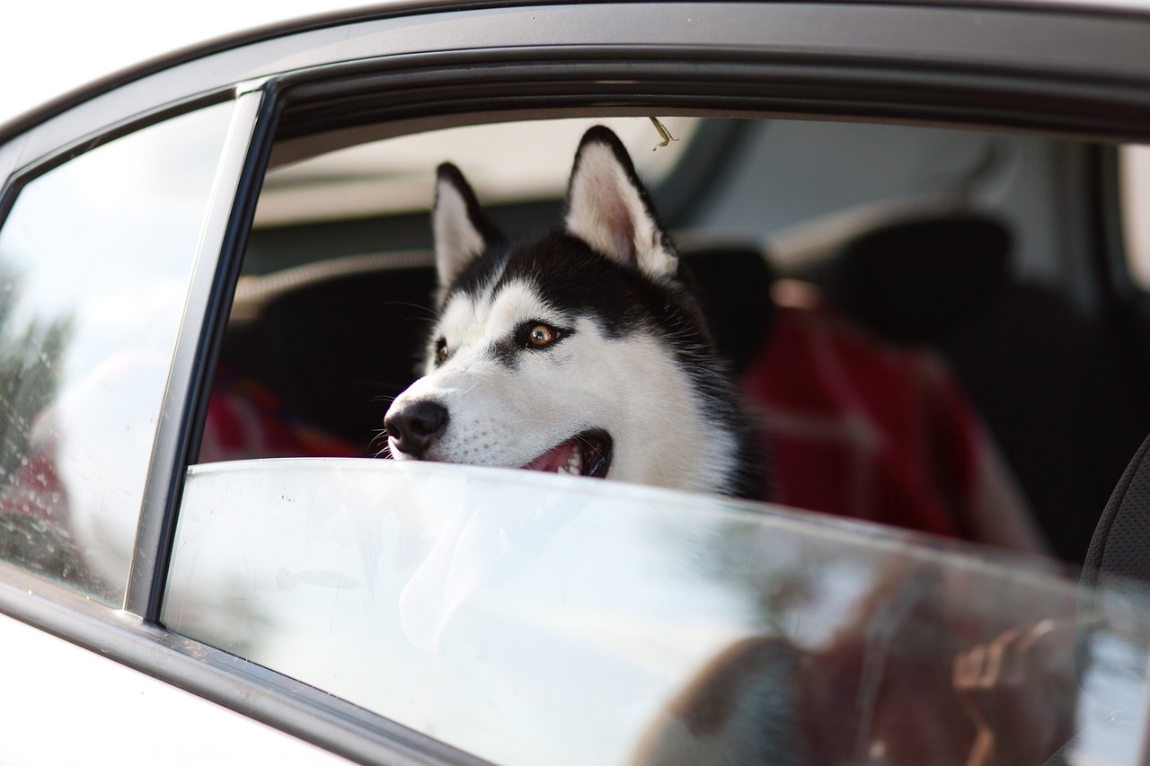 dog in car