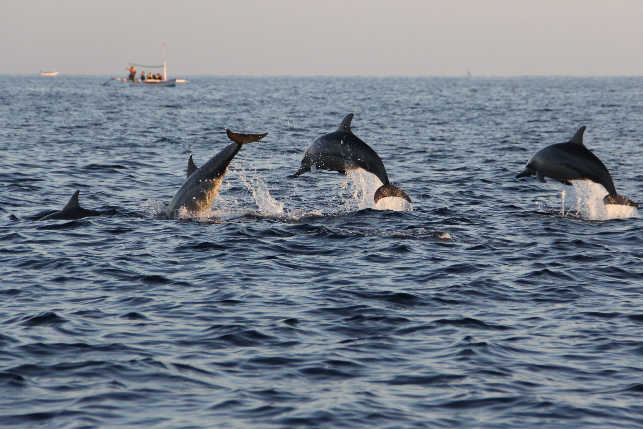 dolphins