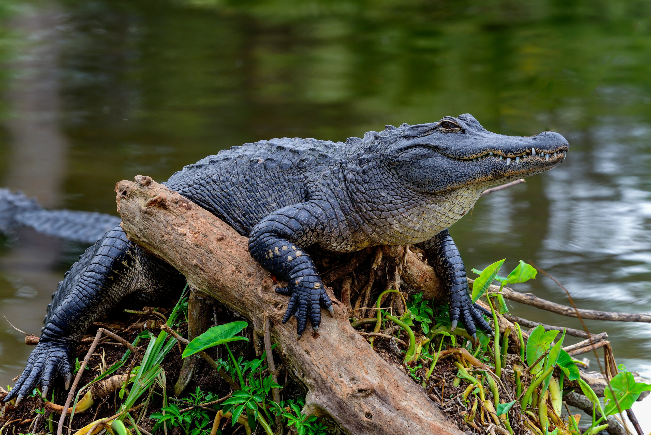 american alligator sitting on a log