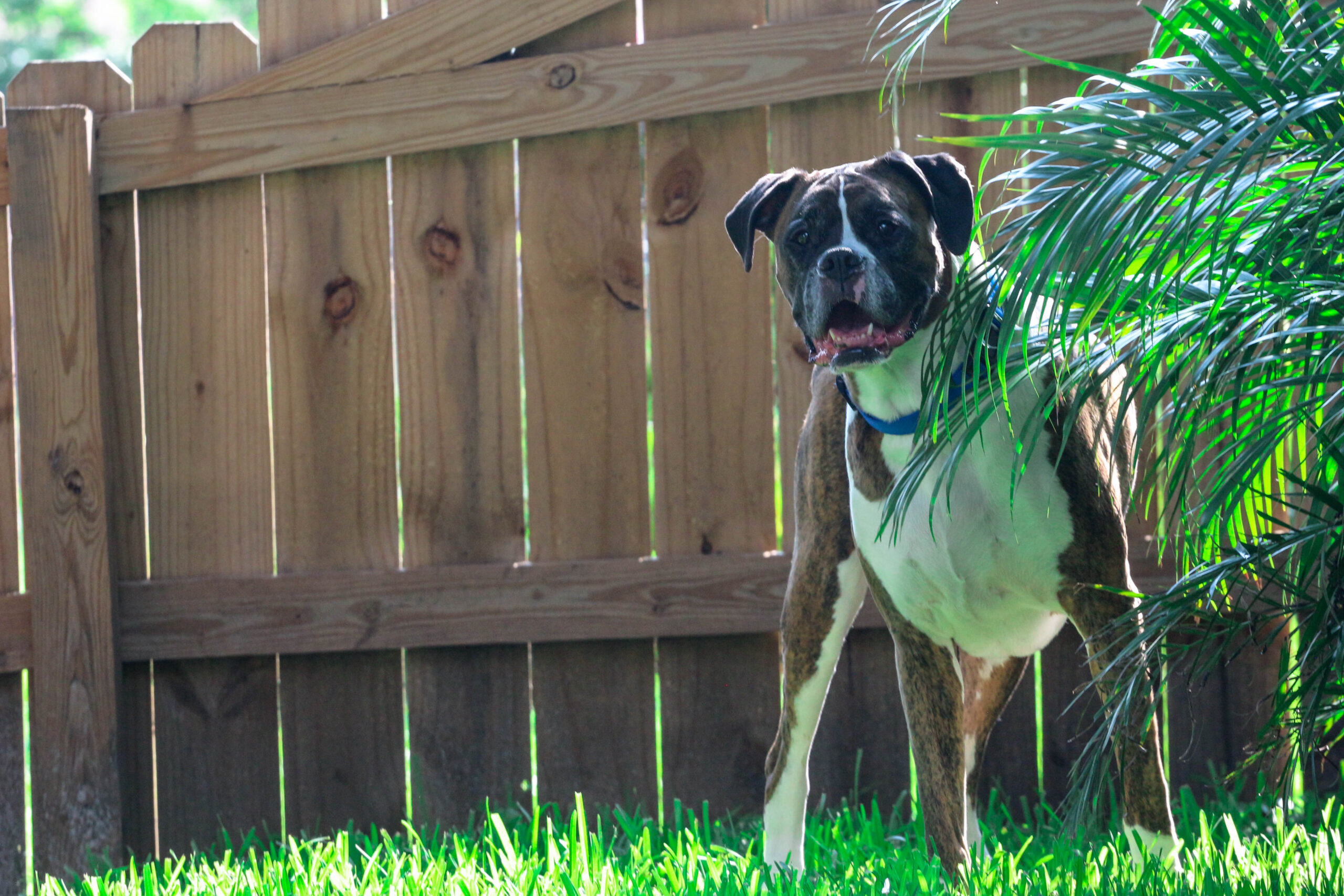 Dog in the fenced yard of a South Padre Island vacation rental.